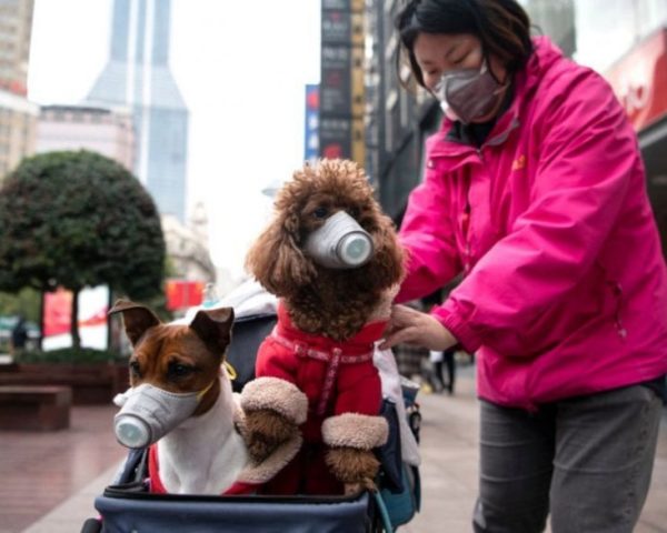 Coronavirus E Animali Da Compagnia