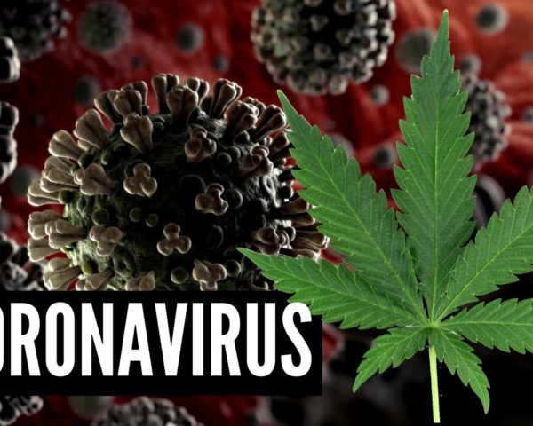 Coronavirus Cannabis