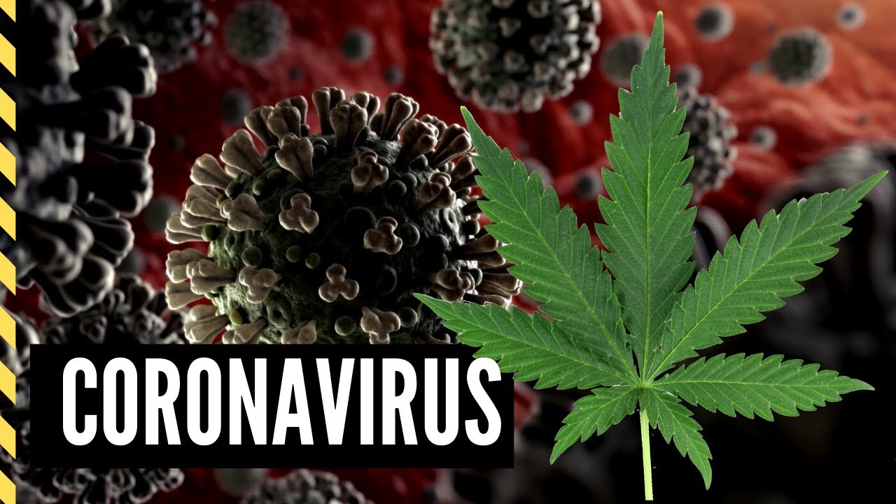Coronavirus Cannabis