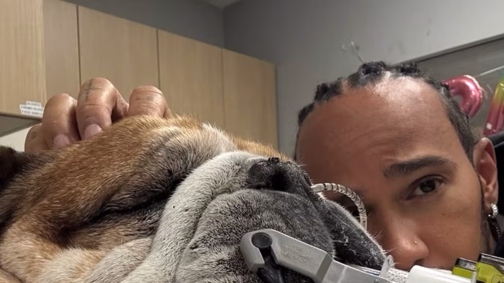 Ferrari. Lewis Hamilton piange il suo amico a quattro zampe Ferrati Hamilton amico